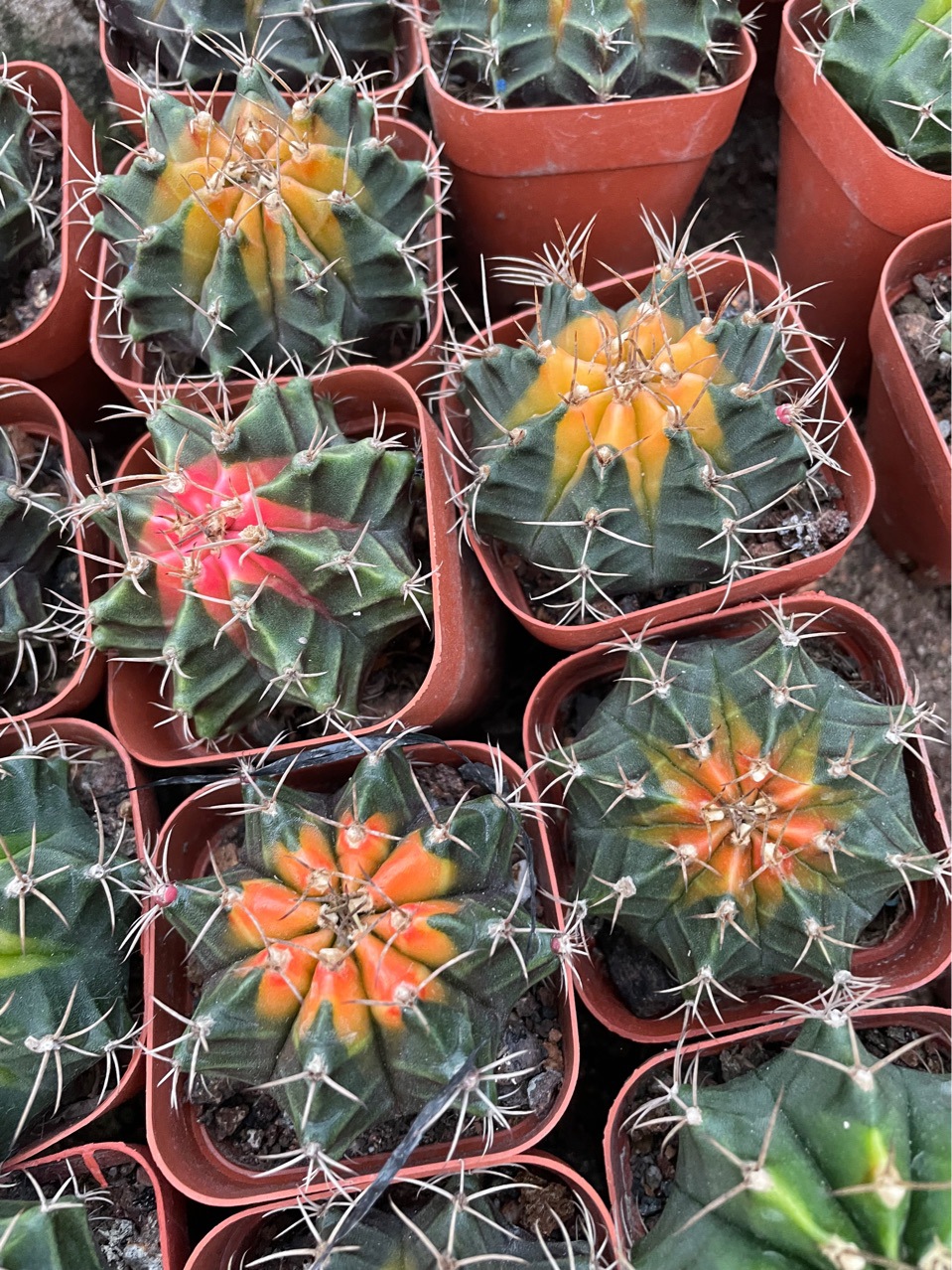 仙人球牡丹药锦掌形盆栽仙人球仙人掌及多肉植物自家大棚