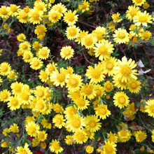 野菊花种籽子可观赏泡茶菊花种籽野黄菊山坡路边野生山多年生标准