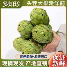 洋蓟新鲜当季可食用大果云南特色可吃网红蔬菜1斤包邮产地直达