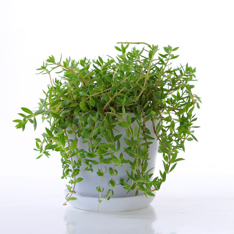 垂盆草盆栽可食用吊兰垂吊花卉盆栽绿植耐寒耐热耐旱四季常青好养