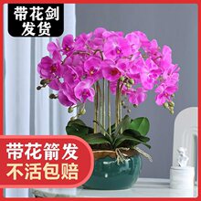 精品大花蝴蝶兰盆栽花苗带花剑客厅室内植物花卉绿植鲜花四季好养