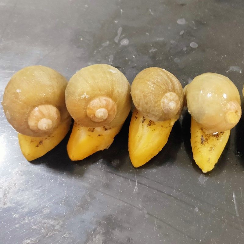 假鲍鱼 老婆脚 黄金鲍鱼螺 海蜗牛丹东特产老婆脚 速冻水产 海鲜