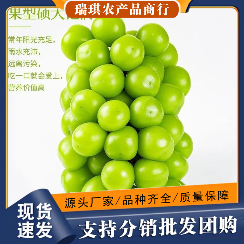 正宗阳光玫瑰5斤整箱新鲜当季葡萄孕妇时令水果3斤批发包邮10晴王