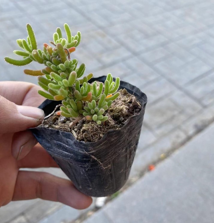 枝干番杏 荧光兔 实拍 多肉植物基地直销量大从优-阿里巴巴