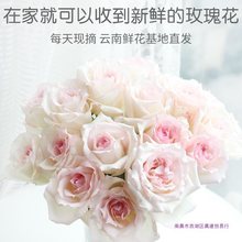 新鲜玫瑰花鲜花云南基地直发直批家用办公室昆明斗南速递包邮