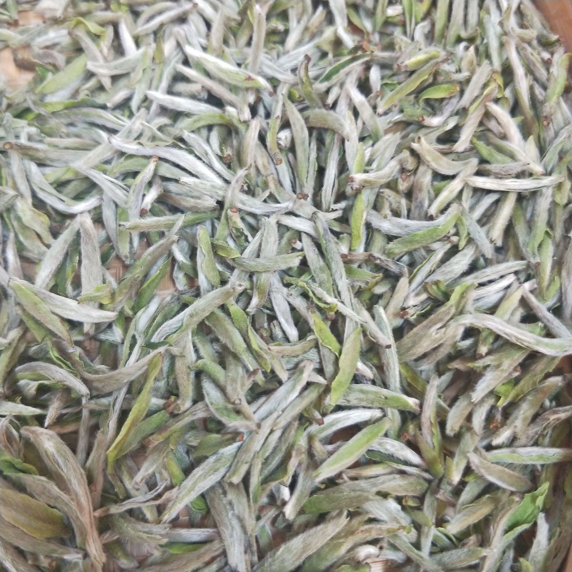 2022年头春茶白茶明前茶叶全芽头福建白茶白毫银针500g