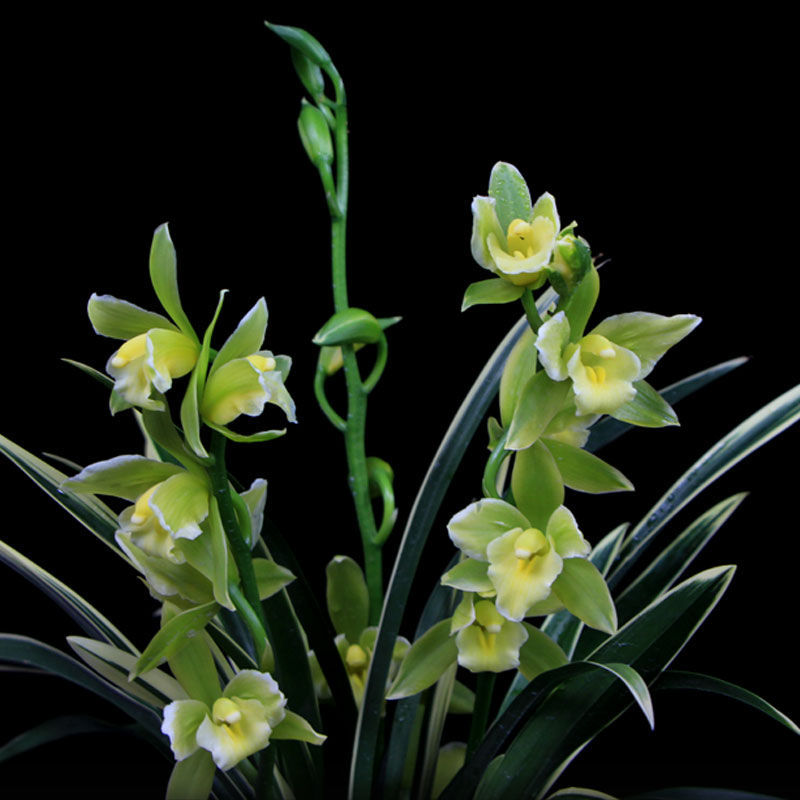金边矮种兰花盆栽植物四季浓香花苞金凤冠客厅花卉建兰兰花苗