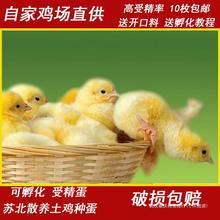 受精蛋可孵化种蛋纯种青脚红瑶鸡小鸡散养土鸡蛋笨鸡蛋10枚包邮