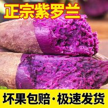 沙地紫薯粉糯香甜红薯新鲜现挖番薯地瓜沙地紫心紫薯蜜薯跨境电商