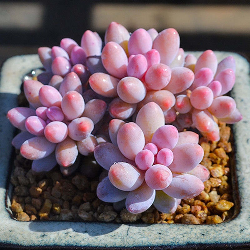 ll婴儿手指多头群生多肉植物盆栽肉肉新手植物办公室创意花卉绿植