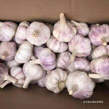 红皮干大蒜头紫蒜子新批发斤大蒜头新干干独头蒜农家斤蒜55白皮蒜
