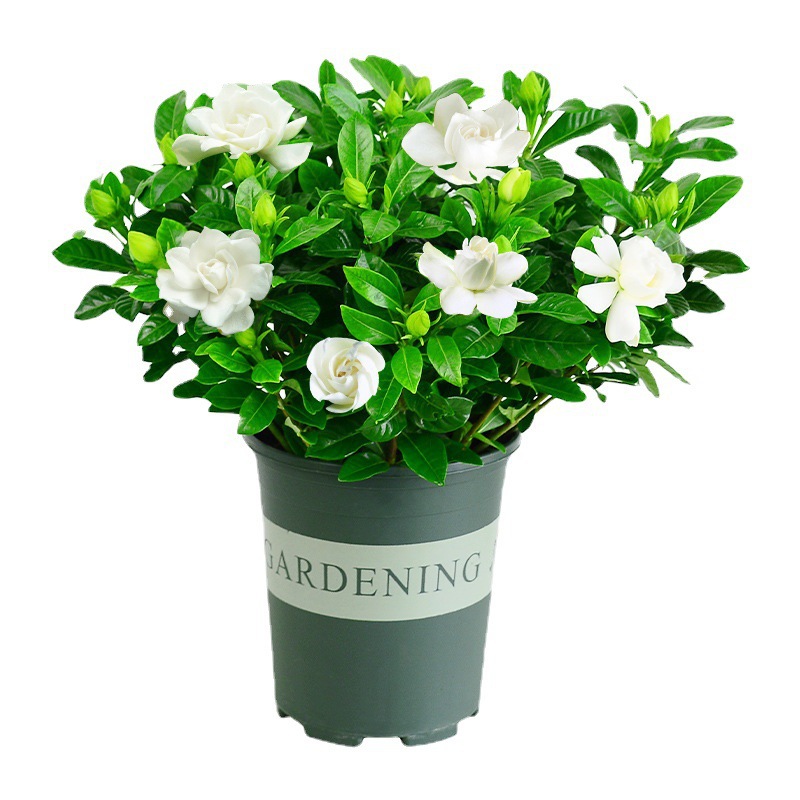 栀子花盆栽花卉植物室内阳台水培绿植浓香型大树苗四季花苞好养