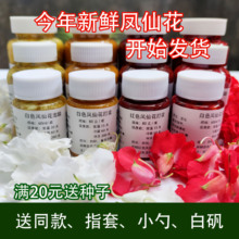 新鲜指甲草花红白色凤仙花鲜花瓣染指甲泡醋灰甲泡酒美甲染发种子