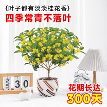桂花树苗四季桂盆栽可食用开花不断室内阳台庭院浓香型花卉植物