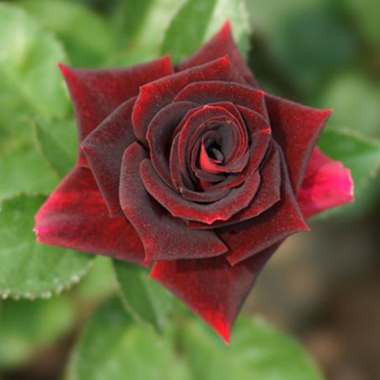 【月季】新品 灌木月季 黑夫人 黑雀鹰 大花月季