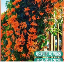 黄木香花苗爬藤植物花奎重瓣白木香树苗蔷薇阳台庭院四季开花盆栽