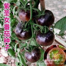 紫番茄种子紫圣女果紫黑西红柿樱桃番茄种籽四季盆栽春秋蔬菜种子