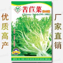 苦苣菜种子 约8020粒 黄心苦菊 花叶苦苣 苦细叶生菜 狗牙生菜