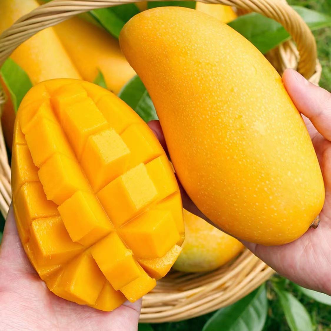 广西百色金煌芒当季新鲜水果水仙芒大芒果超大整箱大号青皮