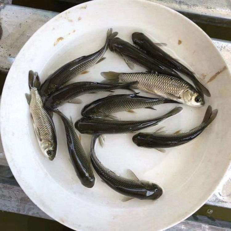 大小草鱼鱼苗活体淡水鱼塘养殖一斤半斤好养四大家鱼本地黑草鱼苗