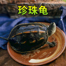 乌龟珍珠龟花龟宠物观赏龟小乌龟活物批发一件批发厂家直销独立站