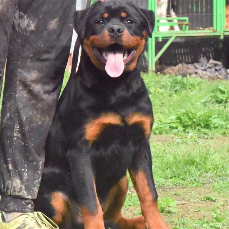精品罗威纳大型犬 纯种罗威纳幼犬 三个月罗威纳幼犬疫苗驱虫做完