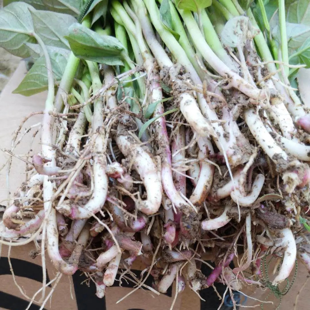 0成交3斤山东蒙阴陆地黄油桃黄桃爆甜新鲜桃子现摘应季水果孕妇酸甜