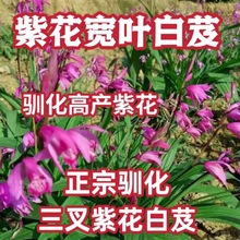 紫花白芨苗紫花三叉白芨苗白芨苗苗基地直销包成活