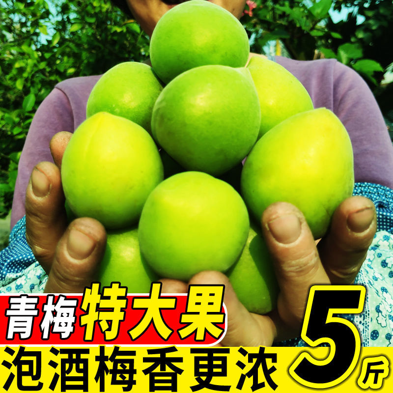青梅果新鲜现摘大果高山酸梅子泡酒酵素孕妇水果泡酒专用一件代发-阿