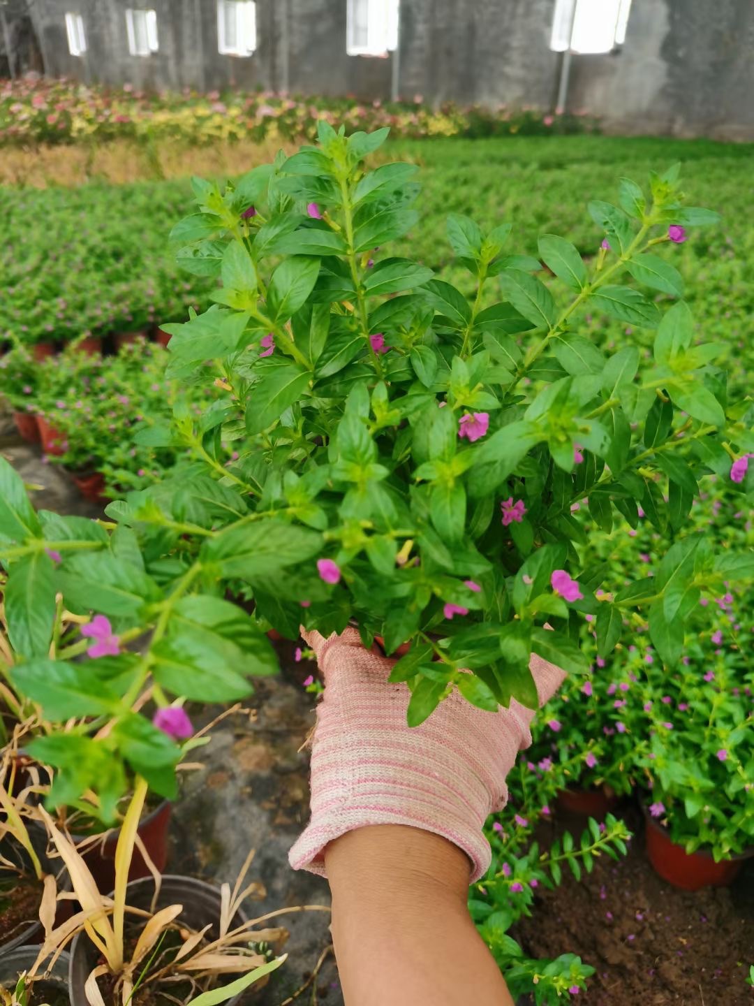 满天星花苗盆栽基地批发篱笆花坛美化花园绿化重瓣丝石竹宿根花卉