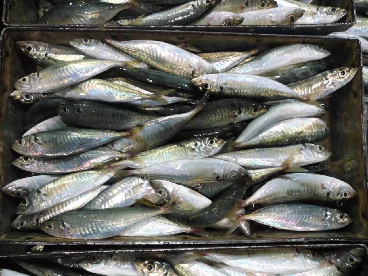 巴浪鱼深海巴浪鱼单冻巴浪鱼灯光捕捞巴浪鱼适用酒店食堂排挡餐厅