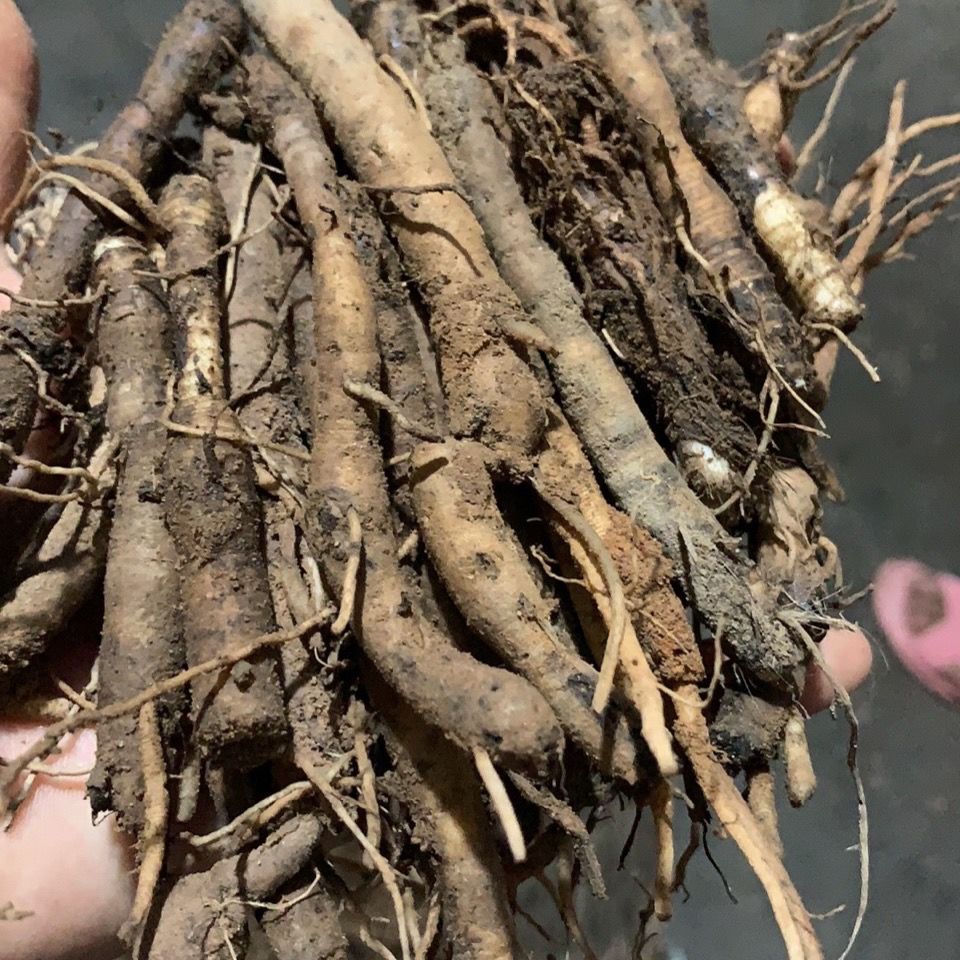 云南独脚仙茅  独茅根 地棕  煲汤  现挖现发