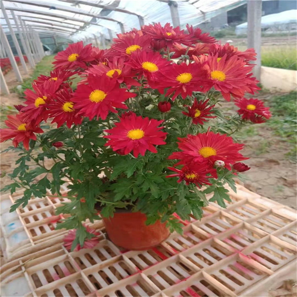 花卉基地大红色国庆菊120盆 国庆摆花坛千头菊花盆栽