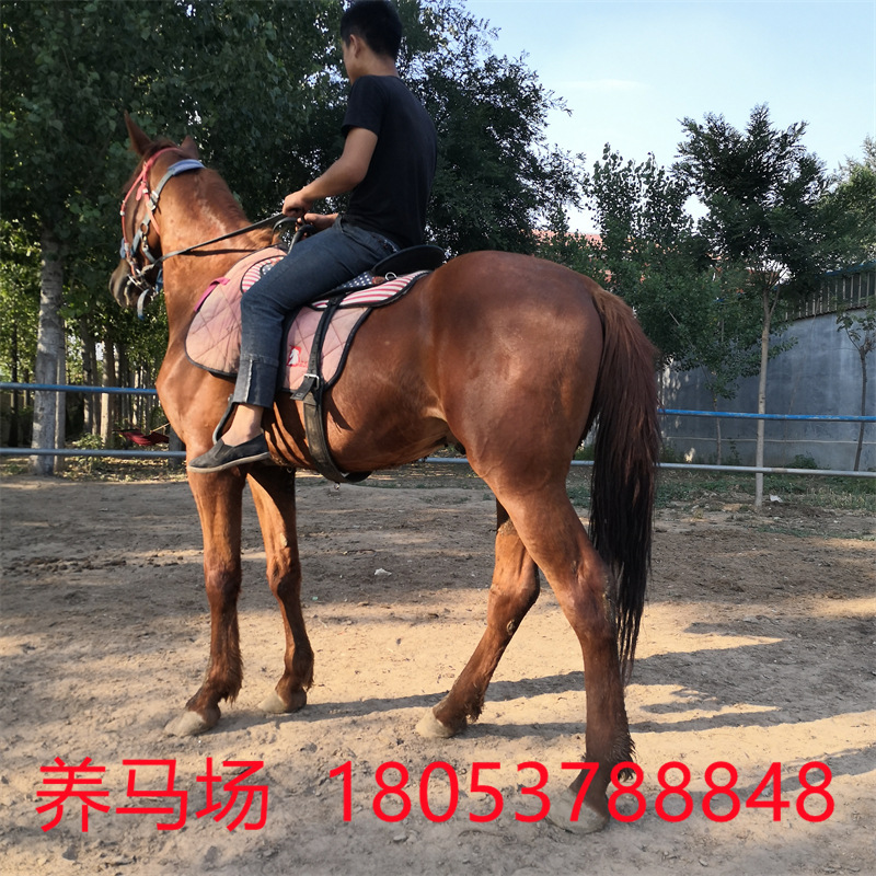 一匹小马驹要如何训练 半血马多少钱一匹 生态园观赏马匹价格