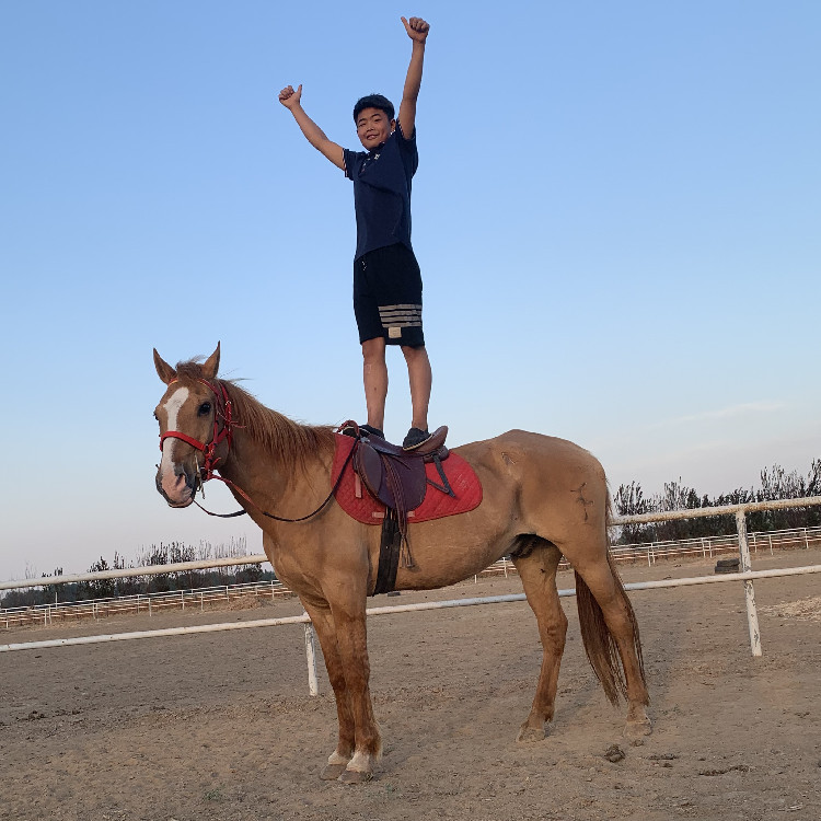 矮马活物国产小矮马宠物马骑乘迷你矮马 马匹哪里买国产改良马