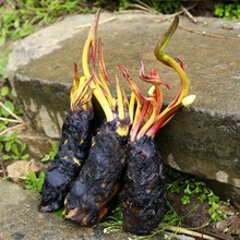 大睡莲根块四季种植迷你水培植物睡莲室外阳台植物多色易成活