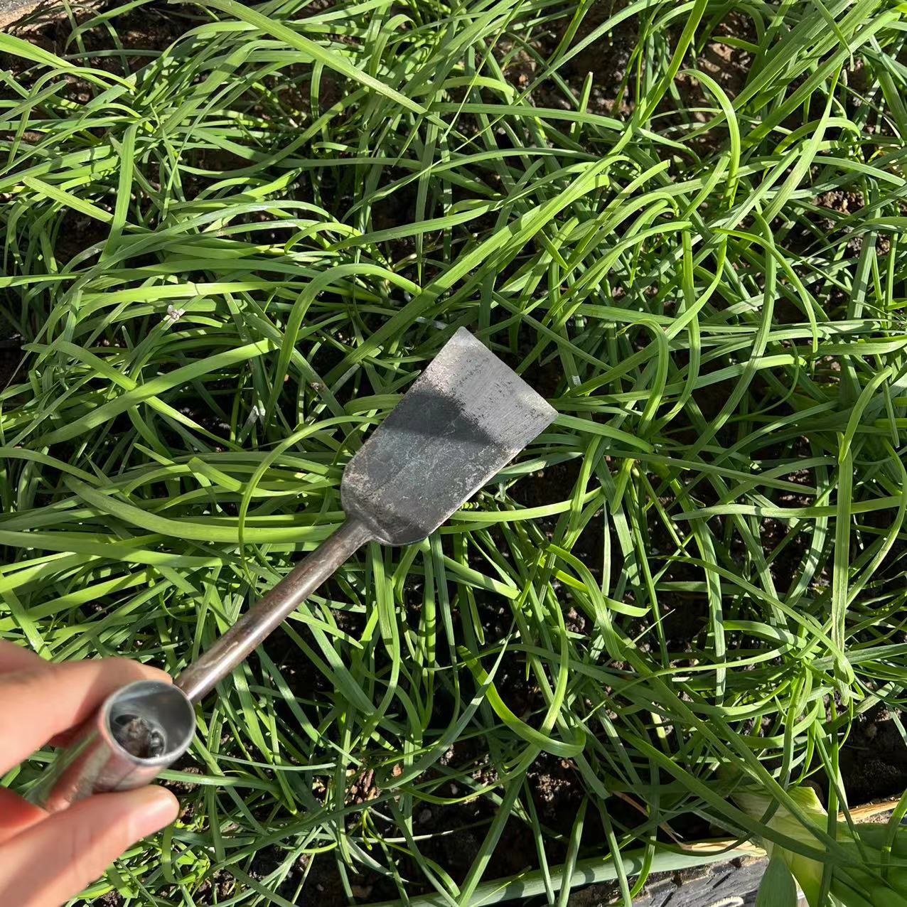 挖野菜铲子栽苗工具蒜铲子锻打一体除草铲大棚园艺共具