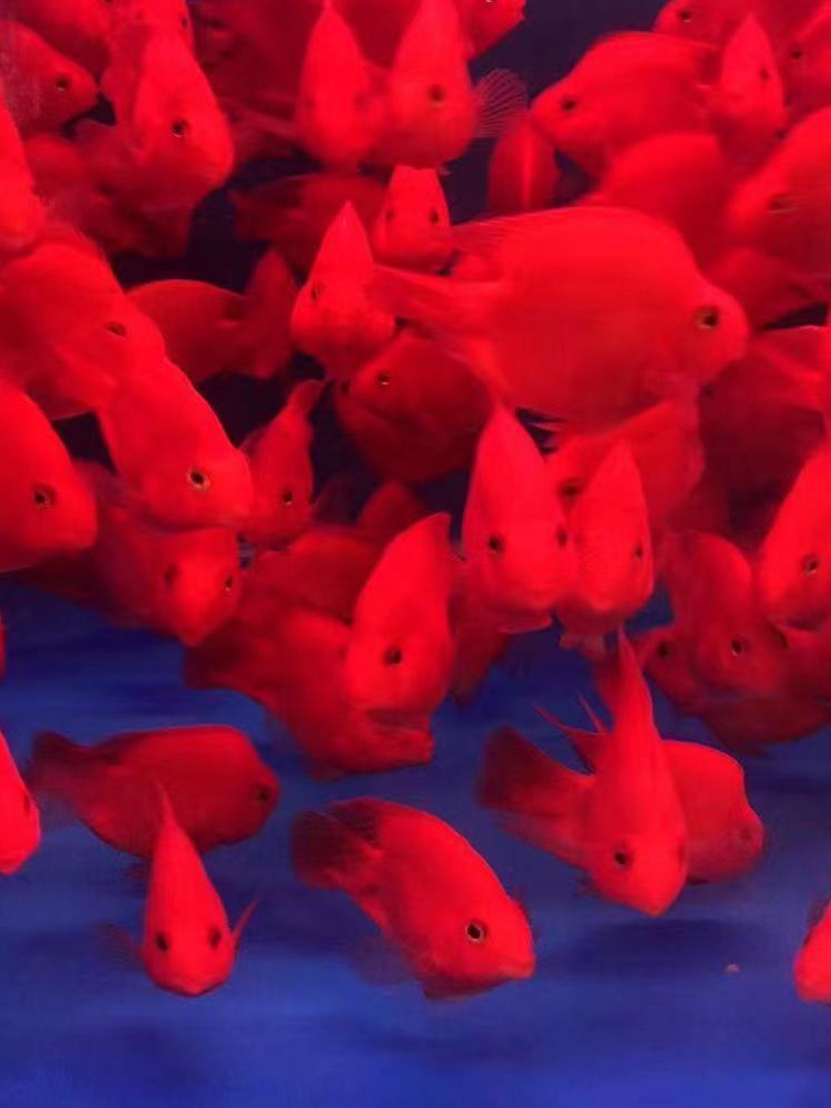 红鹦鹉鱼活鱼发财鱼鸭嘴淡水风水鱼苗元宝血红财神热带淡水鱼跨境