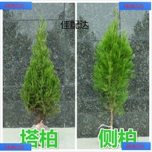 风景柏树苗植物大型侧柏苗陵园宝塔松绿植松树崖柏扁柏松树苗真树