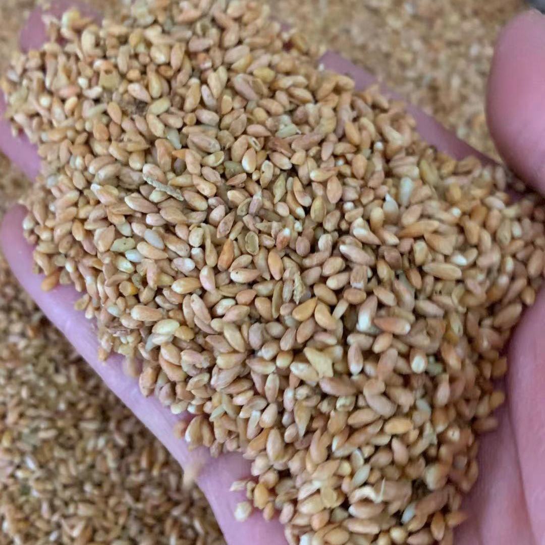 【柏子仁壳】-柏子仁壳厂家,品牌,图片,热帖-阿里巴巴