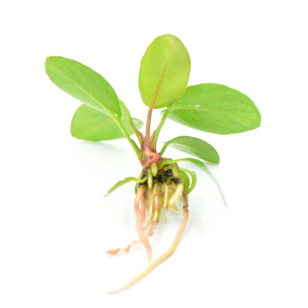 迷你燕尾榕(棵)燕尾榕小水榕批发鱼缸生态造景水草观赏植物活体