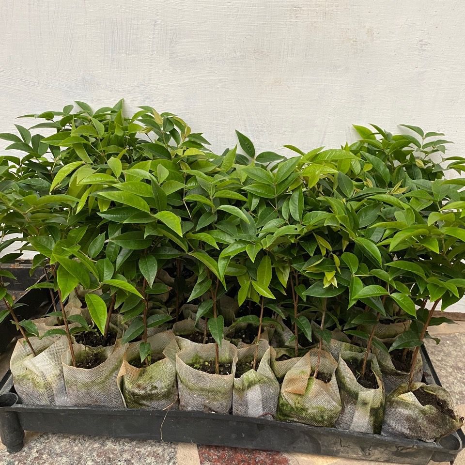 新品种艾斯卡树葡萄 矮生大叶树葡萄 四季艾斯卡嘉宝果 四季开花