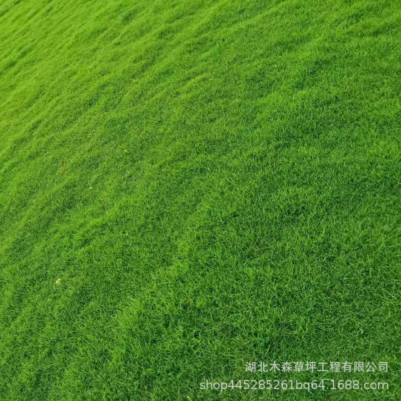 带土真草坪护坡绿化矮生天堂草草坪耐踩踏生命力强足方发货天堂草