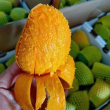 广西百色台农芒果 核薄多汁纯甜无丝 树上自然熟 5-9斤装