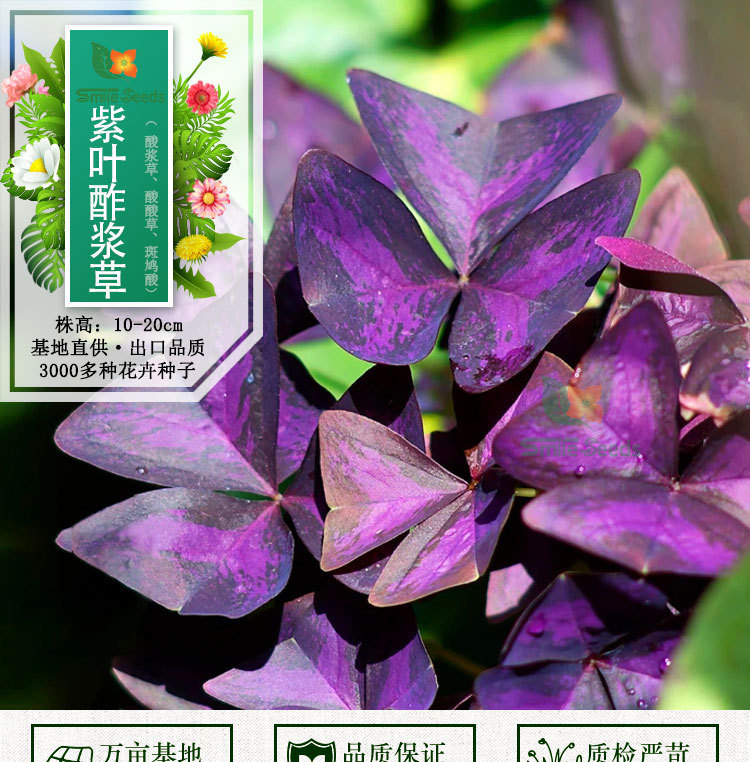 紫叶酢浆草种球幸运草酸浆草紫蝴蝶办公桌面阳台室内盆栽花卉种苗