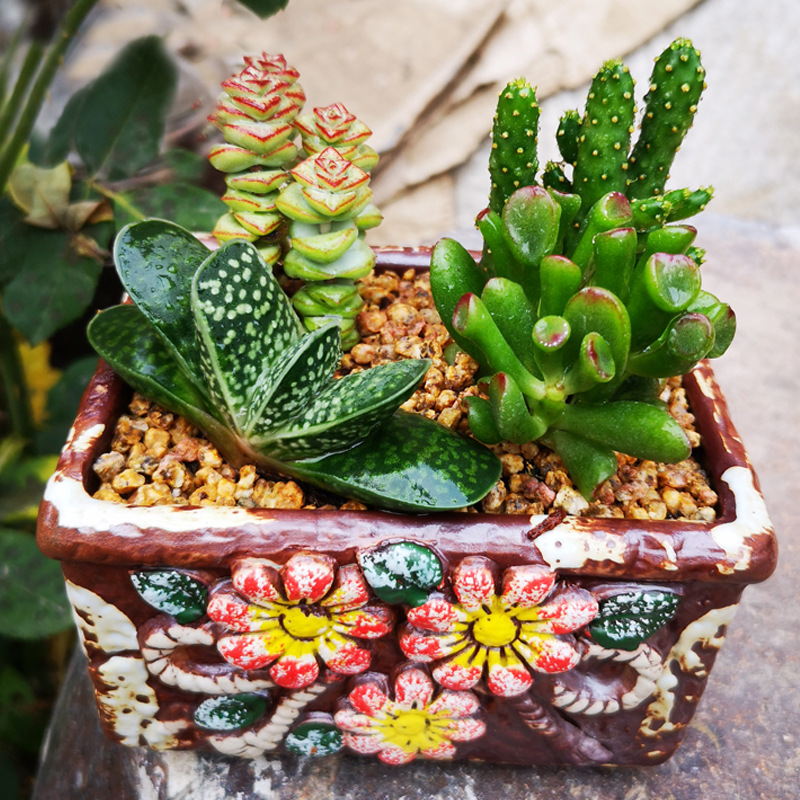 摇钱树子宝 吸财树 钱串元宝一帆风顺多肉植物办公室桌面组合盆栽