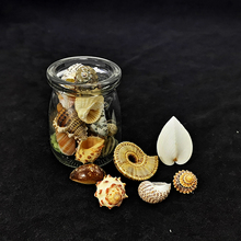 。海螺壳收藏标本礼物收纳盒原生缸造景餐厅饭桌迷你摆件漂流瓶材