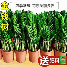 金钱树盆栽植物室内花卉大型客厅好养绿植大摇钱串子小发财树