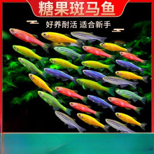 斑马鱼热带淡水观赏鱼小型鱼好养灯科鱼孔雀鱼苗金鱼其他