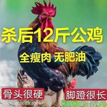 【散养两年老公鸡】农村老公鸡现杀新鲜鸡肉土鸡柴鸡走地鸡鸡胸
